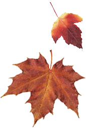 Autumn Leaves